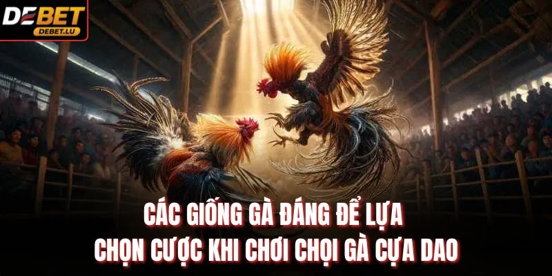 Đá Gà Cựa Dao Debet Hướng Dẫn Chiến Thuật Và 5 Mẹo Thắng 3 Các giống gà đáng để lựa chọn cược khi chơi chọi gà cựa dao