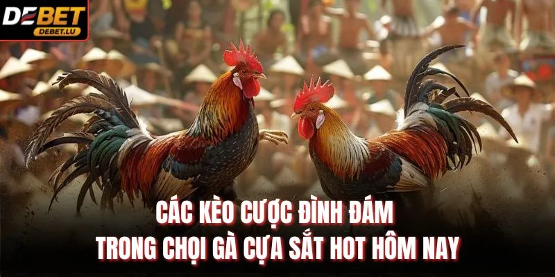 Đá Gà Cựa Sắt Debet Phân Tích Trận Đấu Và Nhận Định 2026 4 Các kèo cược đình đám trong chọi gà cựa sắt HOT hôm nay