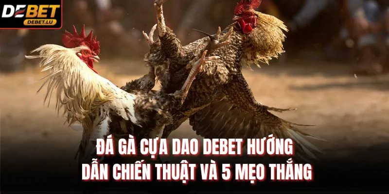 Đá Gà Cựa Dao Debet Hướng Dẫn Chiến Thuật Và 5 Mẹo Thắng 1 Đá Gà Cựa Dao