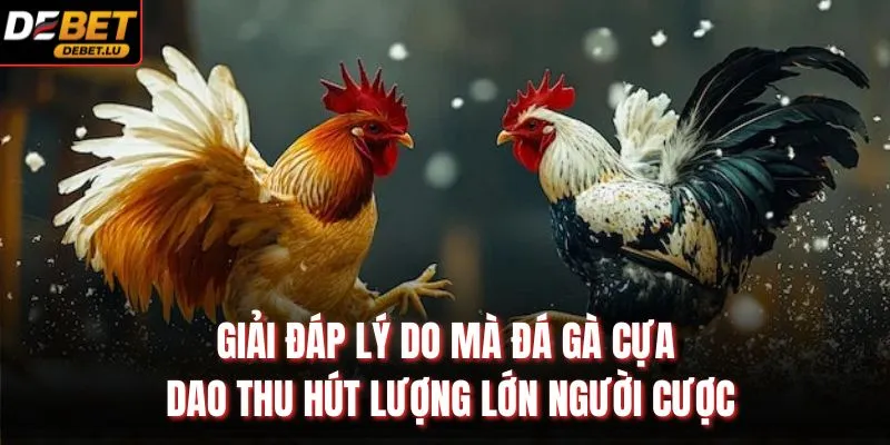 Đá Gà Cựa Dao Debet Hướng Dẫn Chiến Thuật Và 5 Mẹo Thắng 2 Giải đáp lý do mà đá gà cựa dao thu hút lượng lớn người cược