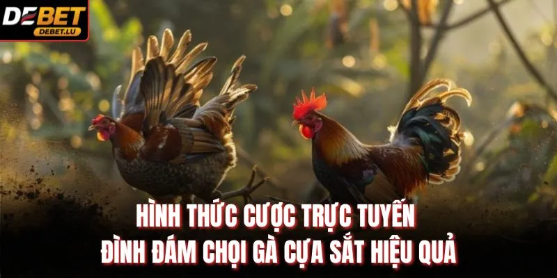 Đá Gà Cựa Sắt Debet Phân Tích Trận Đấu Và Nhận Định 2026 3 Hình thức cược trực tuyến đình đám chọi gà cựa sắt hiệu quả