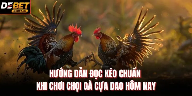 Đá Gà Cựa Dao Debet Hướng Dẫn Chiến Thuật Và 5 Mẹo Thắng 4 Hướng dẫn đọc kèo chuẩn khi chơi chọi gà cựa dao hôm nay