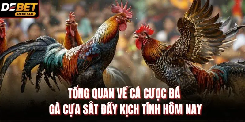 Đá Gà Cựa Sắt Debet Phân Tích Trận Đấu Và Nhận Định 2026 2 Tổng quan về cá cược đá gà cựa sắt đầy kịch tính hôm nay